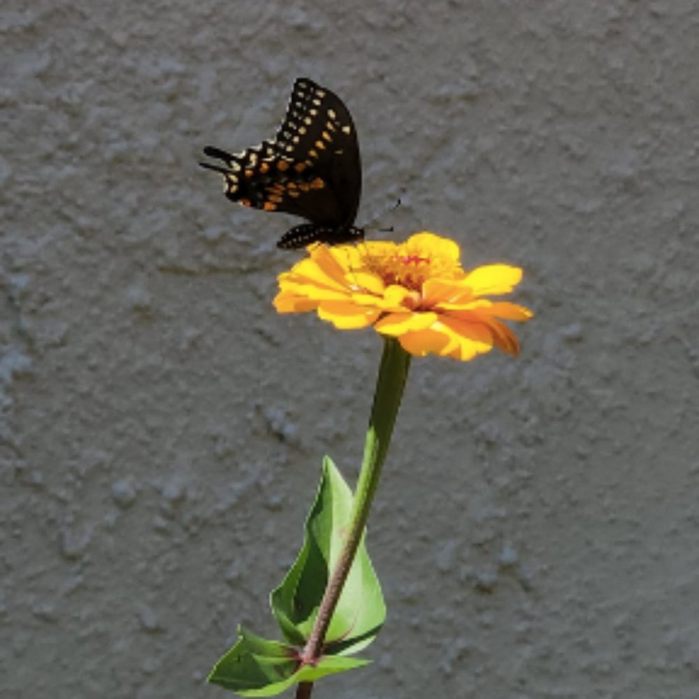 Meet your Posher, Shivani